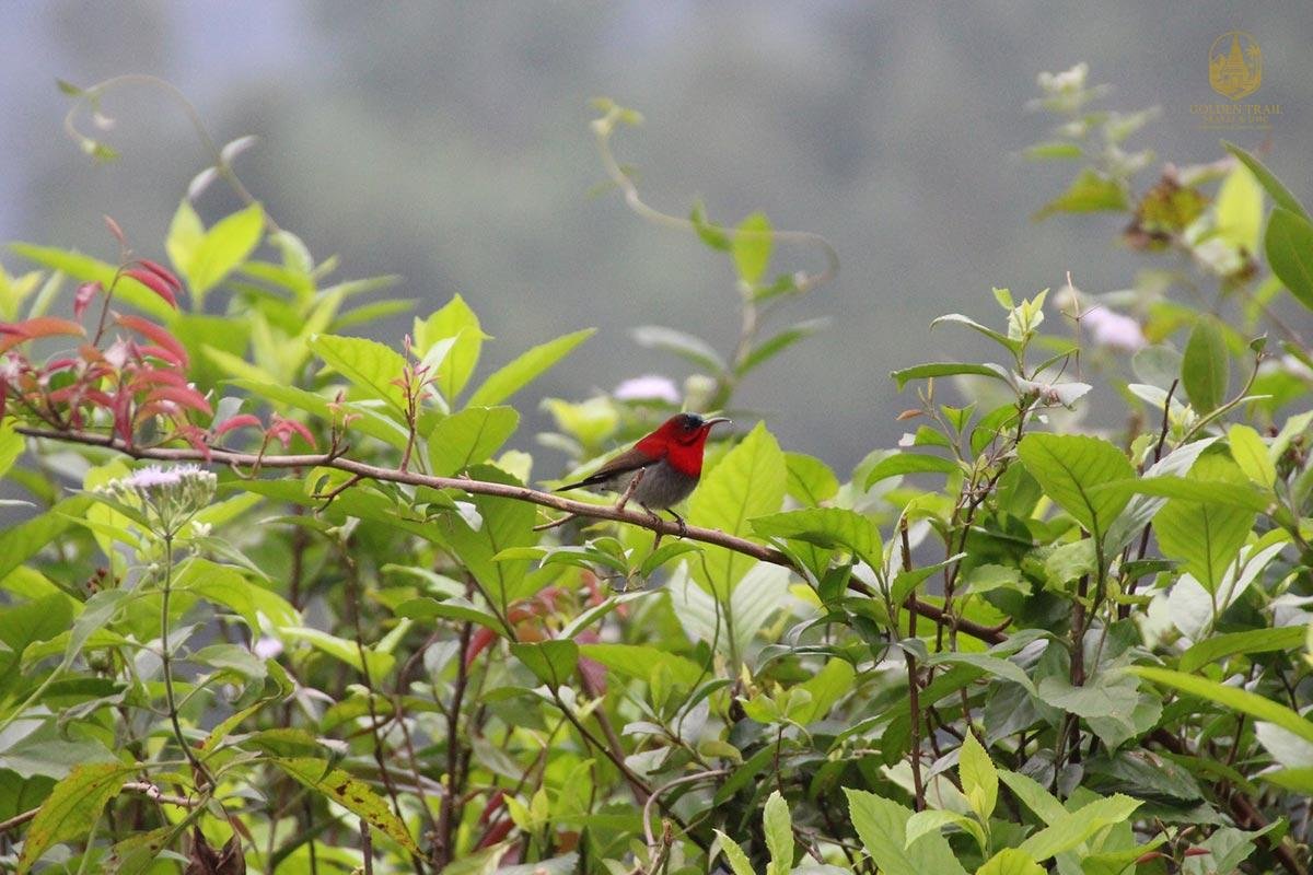 Ultimate Northern Vietnam Bird Watching Tour: 15-Day Nature Reserves Loop